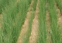 什么地适合种植沙葱 北方能种植沙葱吗？