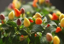 五彩椒种子市场价格多少钱一斤 五彩椒的品种