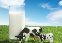 奶牛为什么一直有牛奶？牛奶怎么形成的