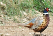 七彩山鸡养殖技术 七彩鸡怎么人工养殖