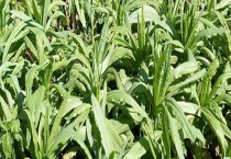 贡菜的种植方法和时间 采收不能太早也不能太晚