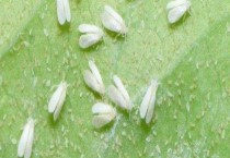 粉虱用什么药有效 粉虱是什么虫