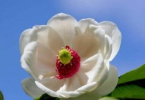 天女花功效与作用 天女花花语及寓意