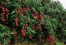 荔枝树挂果时间 荔枝树几年结果？