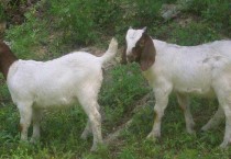 养殖波尔山羊饲料的调制「图文」