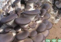 平菇块菌病的发生症状及防治