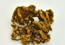 黄连的功效与作用及禁忌 黄连怎么用