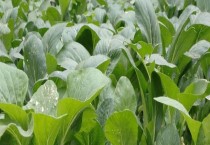 四季小白菜的种植方法 温度较高采用直播法 反之播种后再移栽