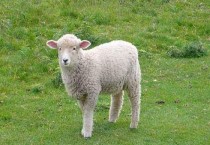 绵羊肉和山羊肉的区别 山羊和绵羊哪个贵？「图文」