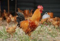 散养土鸡图片大全 散养土鸡特点