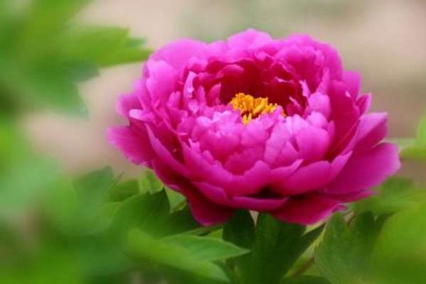 芍药和牡丹的区别？是什么？