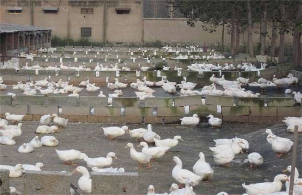 养500只鸭子利润多少？