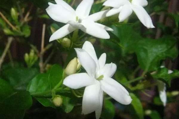 风车茉莉银丝茉莉区别