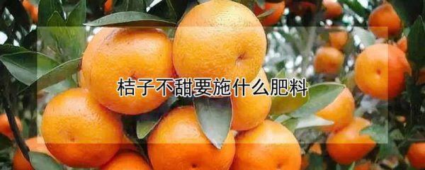 桔子不甜要施什么肥料