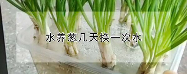 水养葱几天换一次水