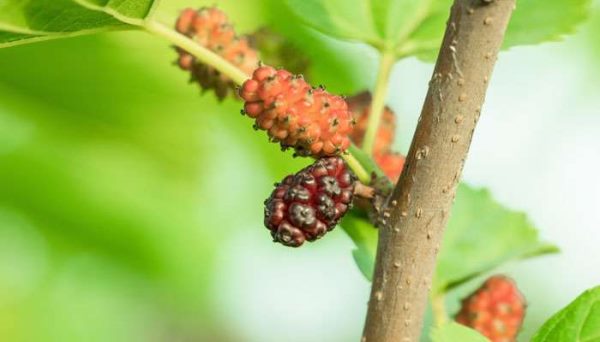 桑树是裸子植物还是被子植物