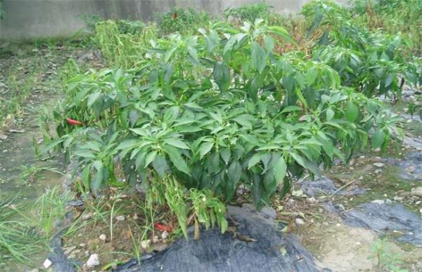 辣椒如何管理能高产