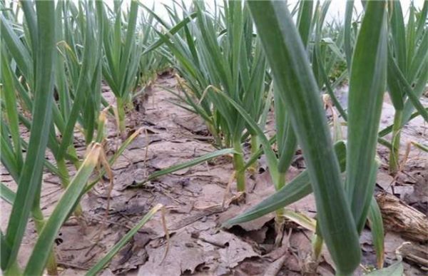 种植一亩大蒜利润多少？