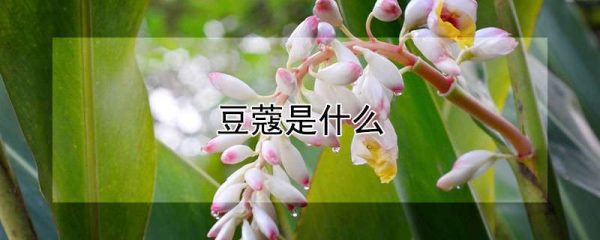豆蔻是什么