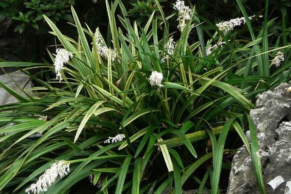 菖蒲和沿阶草的区别