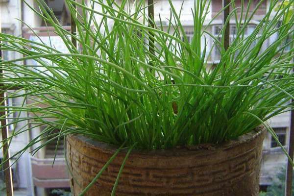 葱长黑虫怎么处理