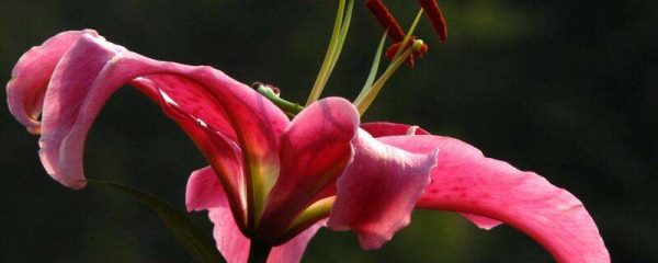 香水百合和百合有什么区别