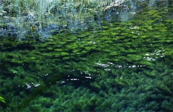 常见水产增氧方式