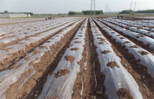 现在有哪些新型地膜