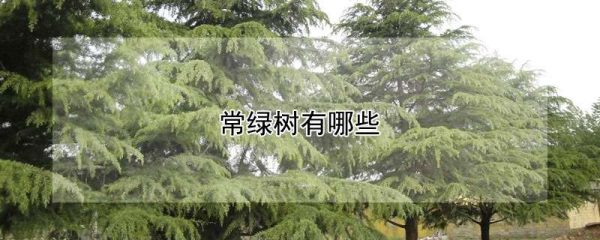 常绿树有哪些