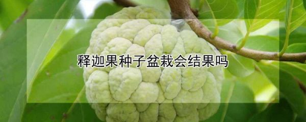 释迦果种子盆栽会结果吗