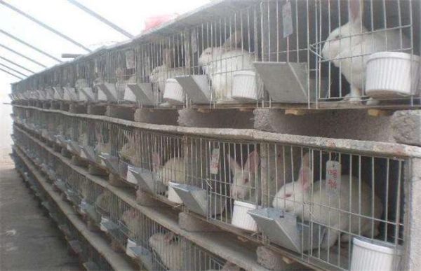 2万元可以养多少兔子