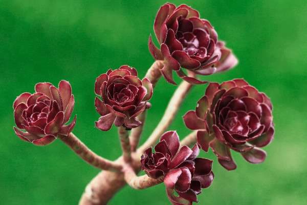 法师需要多高的盆