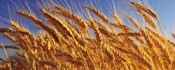 冬小麦和春小麦的区别