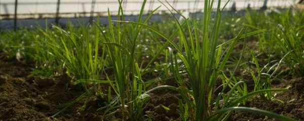 杂草是双子叶还是单子叶植物