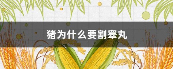 猪为什么要割睾丸