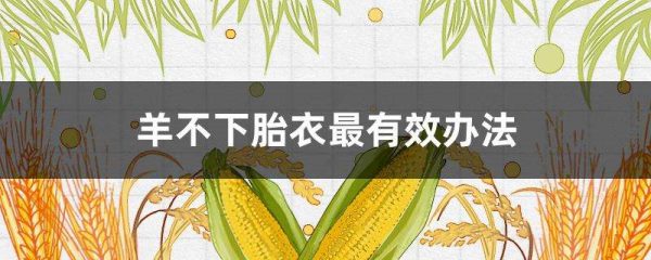 羊不下胎衣最有效办法