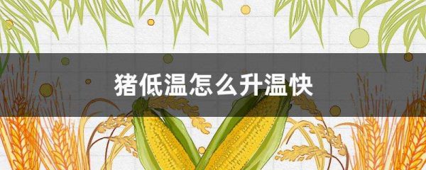 猪低温怎么升温快