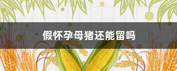 假怀孕母猪还能留吗？