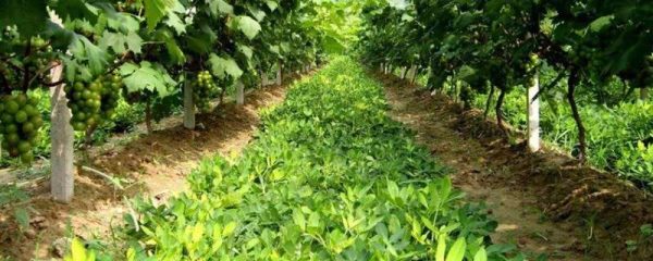 植物怎么传播种子