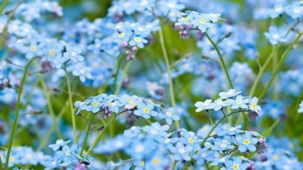 代表友谊的花是