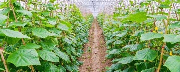 爬滕类植物有那些