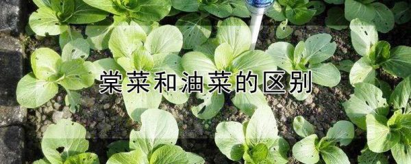 棠菜和油菜的区别