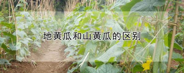 地黄瓜和山黄瓜的区别