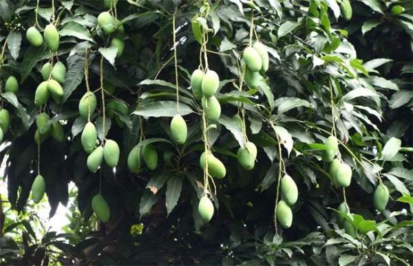 芒果树在北方能种吗？