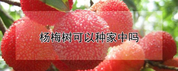 杨梅树可以种家中吗