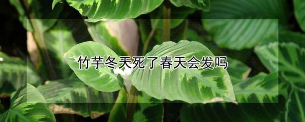 竹芋冬天死了春天会发吗