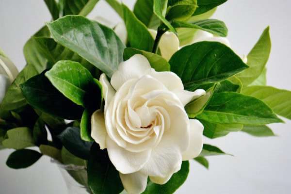 小白花是什么花