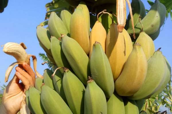 芭蕉和香蕉的区别？