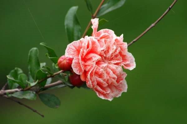 石榴叶子卷曲的原因