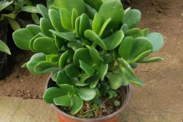 燕子掌与玉树的区别